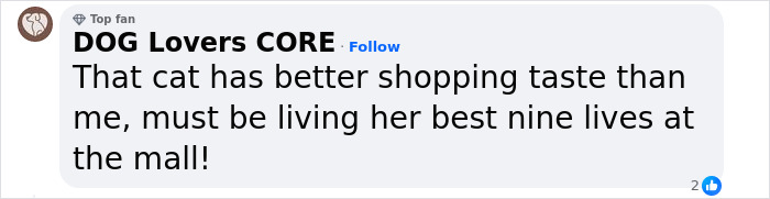 Pet Shop Rescues Stray Cat And Gives Her The Best Life At The Mall Pet Shop Rescues Stray Cat And Gives Her The Best Life At The Mall