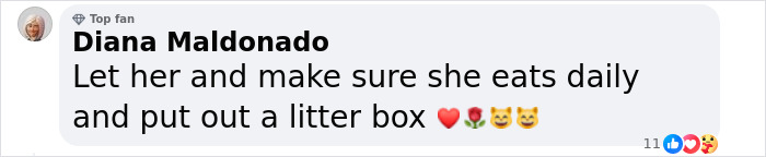 Pet Shop Rescues Stray Cat And Gives Her The Best Life At The Mall Pet Shop Rescues Stray Cat And Gives Her The Best Life At The Mall