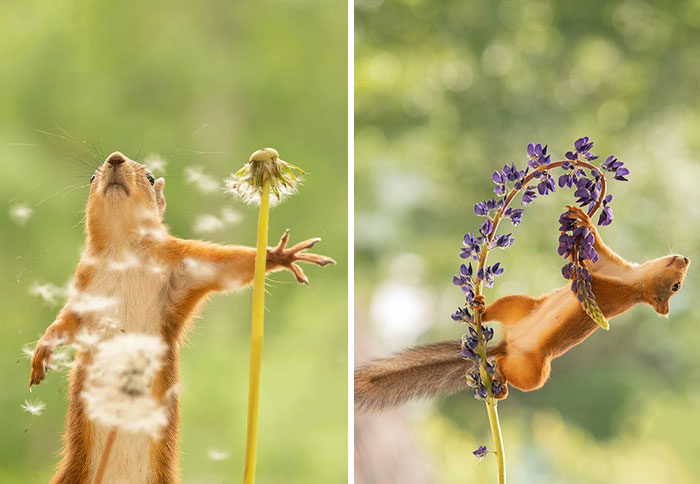 20 Pics Of Squirrels Interacting With Props And Engaging In Human-Like Activities By Geert Weggen