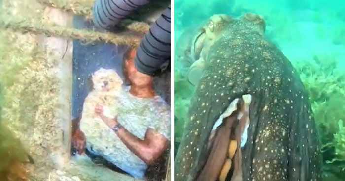 “He Wanted Me To Follow Him”: Diver’s Interaction With Curious Octopus Leads To Shrine Discovery