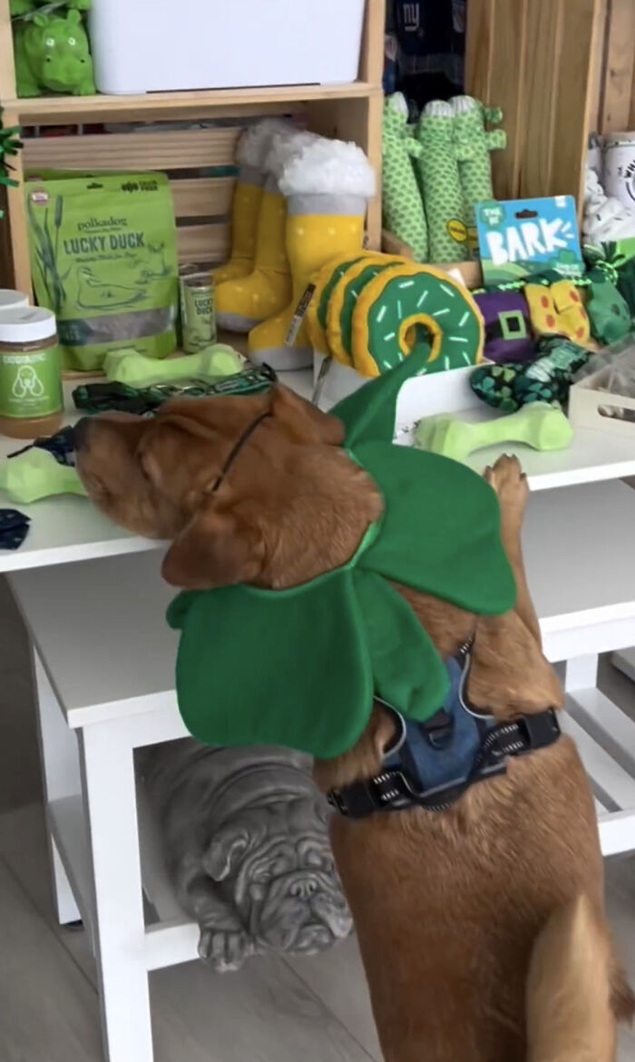 Reactive Dogs Are Now Able To Go On A Shopping Spree Thanks To Kind Pet Store Owner