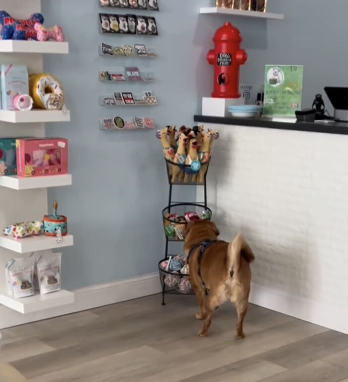 Misunderstood Doggies Can Finally Shop In Peace At This Pet Store