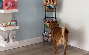 Misunderstood Doggies Can Finally Shop In Peace At This Pet Store