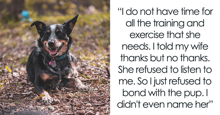 “AITA For Refusing To Take Any Responsibility For My Dog Until My Wife Was Forced To Rehome Him?”