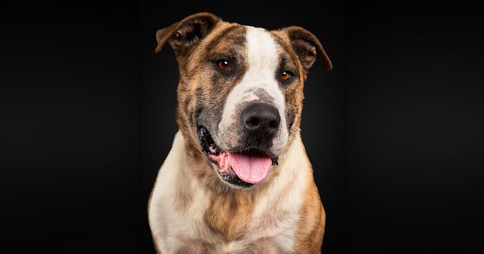 I Photograph Rescue Dogs Trying To Showcase Their Unique Personalities And Help Them Find New Homes (16 Pics)