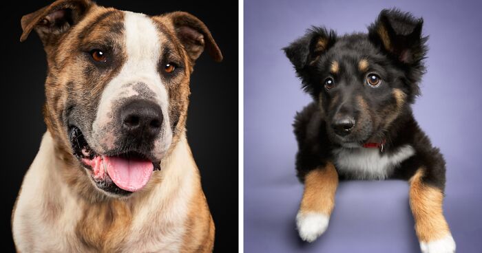 As A Pet Photographer, I Help Rescue Dogs Find Their Forever Homes By Doing Proper Photoshoots (16 Pics)