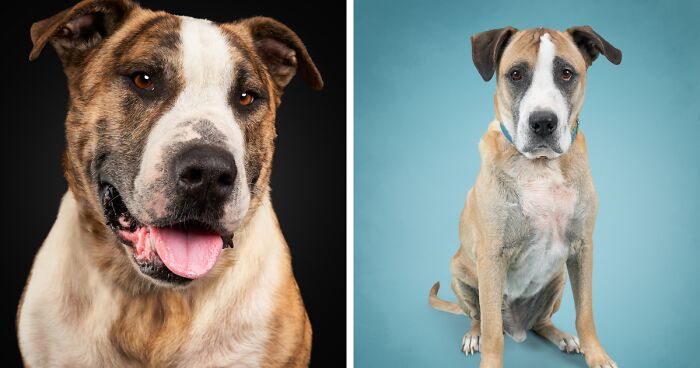 As A Pet Photographer, I Help Rescue Dogs Find Their Forever Homes By Doing Proper Photoshoots (16 Pics)