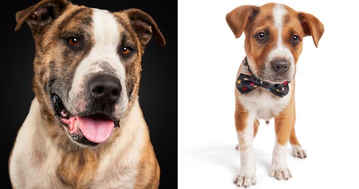 I Photographed 16 Rescue Dogs In Hopes That This Will Help Them Find Forever Homes