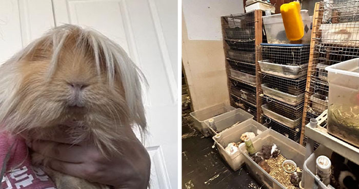 “It’s Insane”: Animal Shelter Left Desperate After Rescuing 500 Guinea Pigs From Hoarder