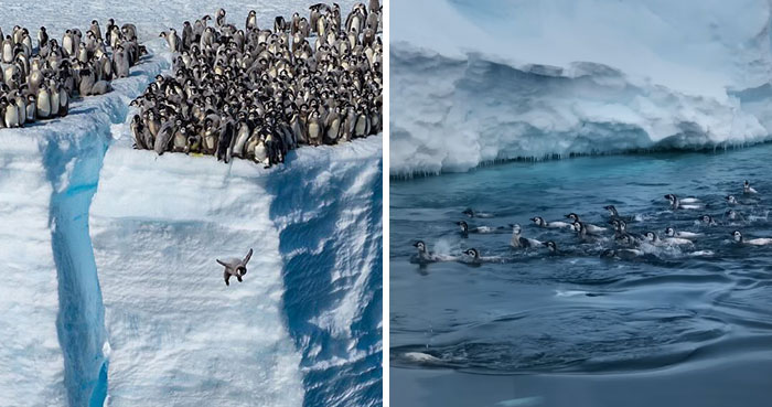 Record-Breaking Footage Captures Hundreds Of Baby Penguins Diving From 50-Foot Cliff