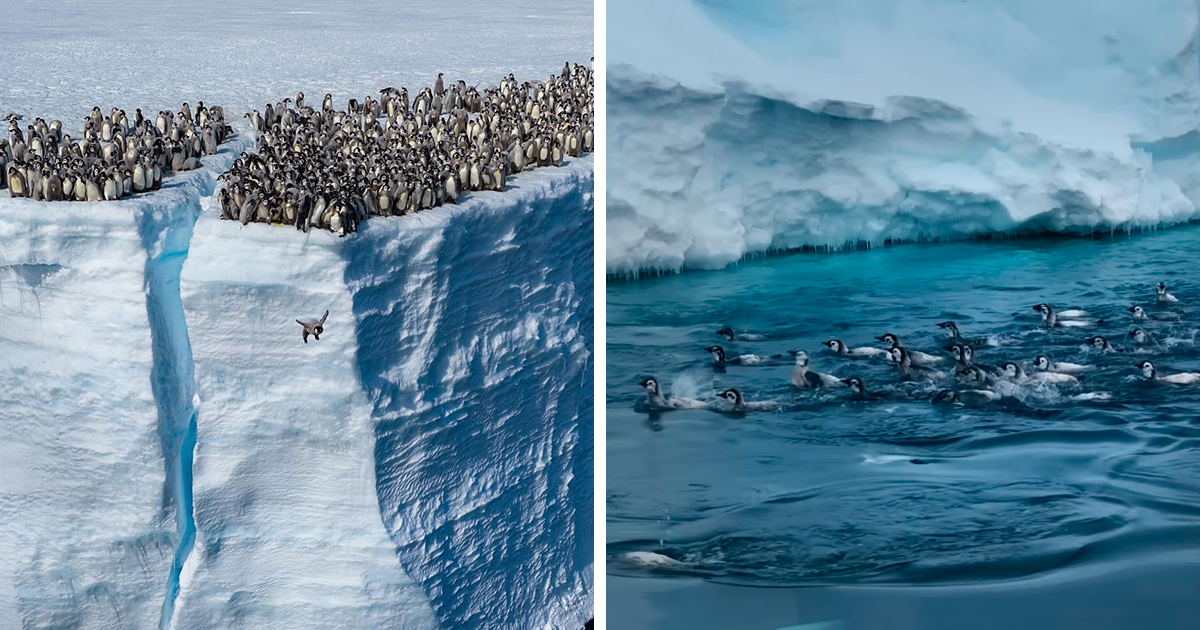 Record-Breaking Footage Captures Hundreds Of Baby Penguins Diving From