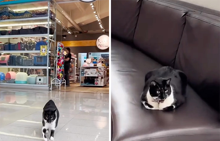 Pet Shop Rescues Stray Cat And Gives Her The Best Life At The Mall