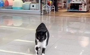 Pet Shop Rescues Stray Cat And Gives Her The Best Life At The Mall