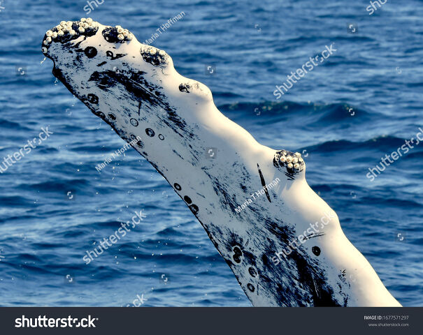 stock-photo-closeup-of-the-tip-of-humpback-pectoral-fin-showing-whale-barnacles-growing-in-clusters-along-the-1677571297.jpg