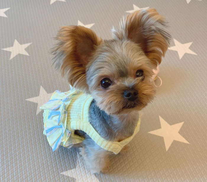 Teacup Yorkshire Terrier dog sitting on the floor in a dress