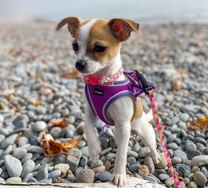 Teacup Chihuahua dog standing on the seashore