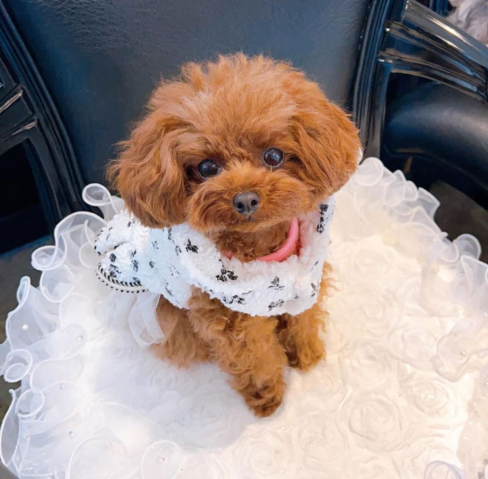 Teacup Poodle sitting on the chair in a dress