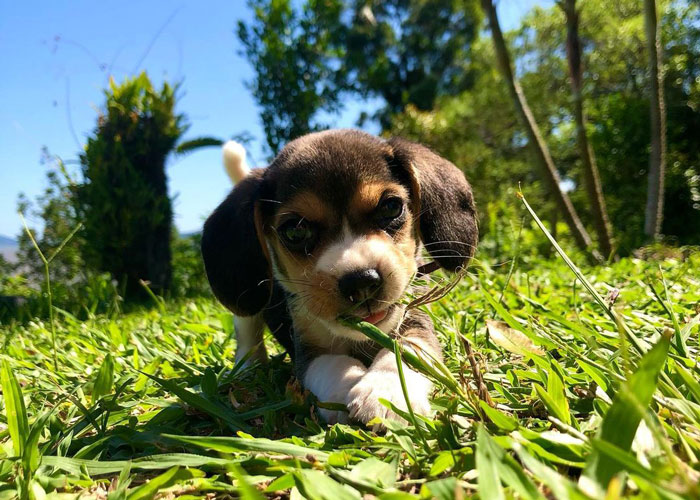 Teacup Beagle on the grass