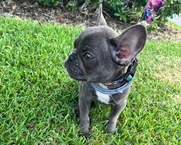 Teacup French Bulldog on the grass
