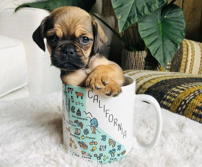 Teacup Pug in the cup