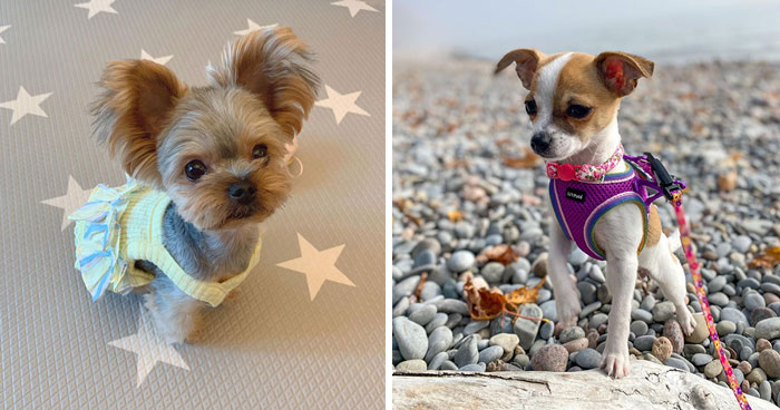Teacup Dogs: 10 Charming Miniature Breeds You Need To Know