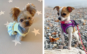 Teacup Dogs: 10 Charming Miniature Breeds You Need To Know