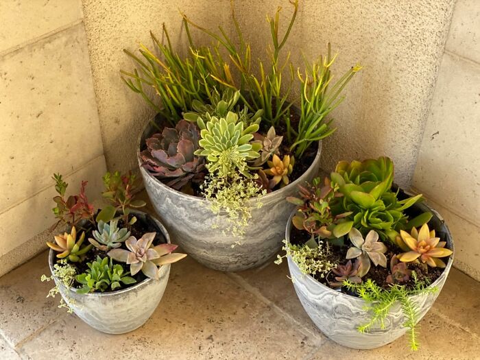 Enhance Your Backyard With Bloom Haven Flower Pots