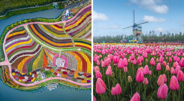 I Flew To China To Photograph Tulips From My Homeland (34 Pics)
