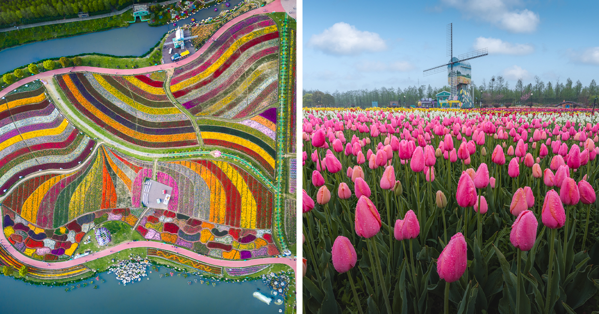My 34 Photographs Of The Holland Flower Park In China - Vimarsana News