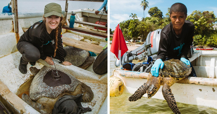 Turtle Tagging Is Making An Important Contribution To Protect Vulnerable Marine Species