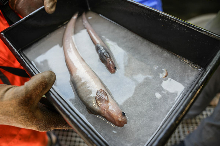 Scientists In New Zealand Have Discovered More Than 100 New Species, Including From Unseen Genus