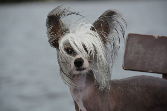 close up view of Chinese Crested dog breed