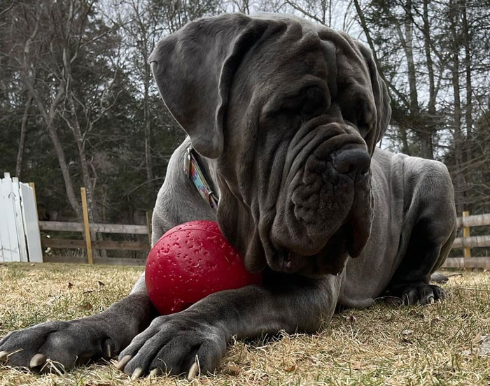 Neapolitan Mastiff dog sitting with a red ball