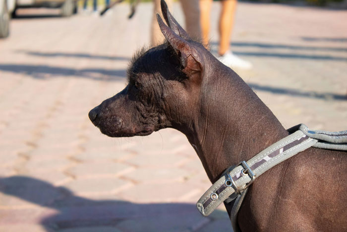 close up view of Mexican Hairless Dog's face from the side