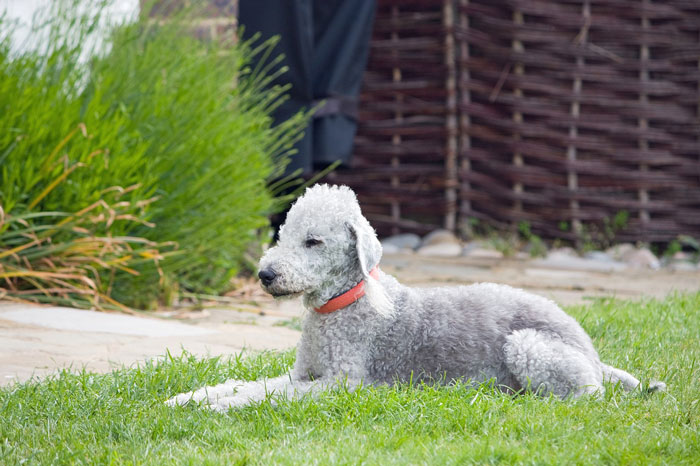 Bedlington Terrier sitting on the grass