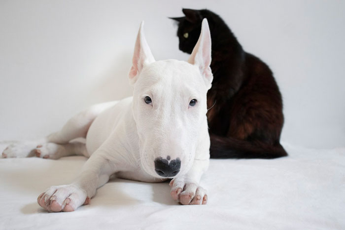 white Bull Terrier lying near a black cat