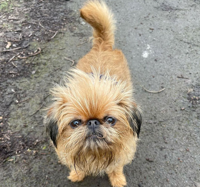 Brussels Griffon standing on the ground