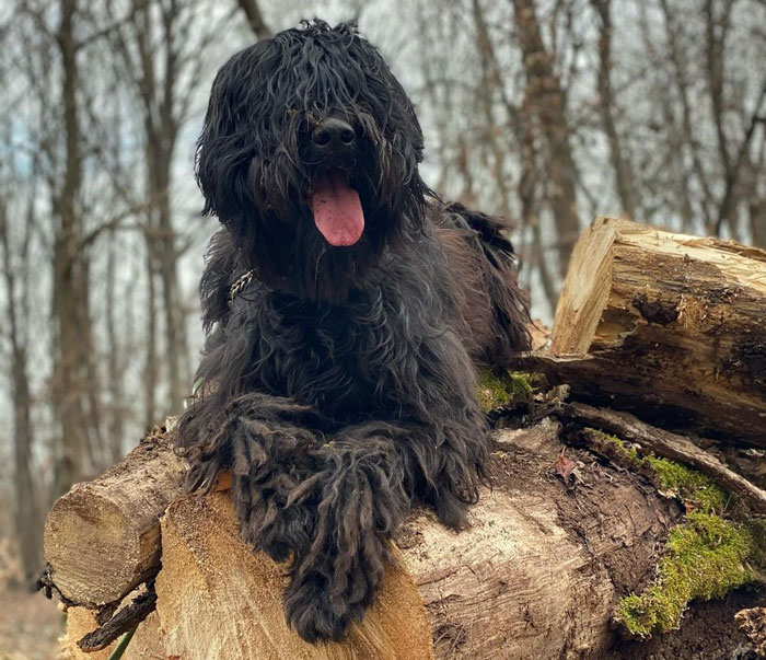 Bergamasco Shepherd dog sitting on the log