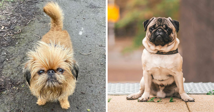 10 “Ugly” Dog Breeds That Are Uniquely Adorable