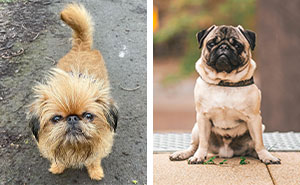 10 “Ugly” Dog Breeds That Are Uniquely Adorable