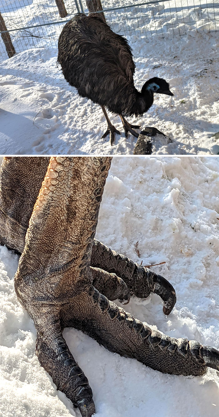 Picture I Took Today, Anyone Denying The Existence Of Dinosaurs Never Saw An Emu Foot Up Close