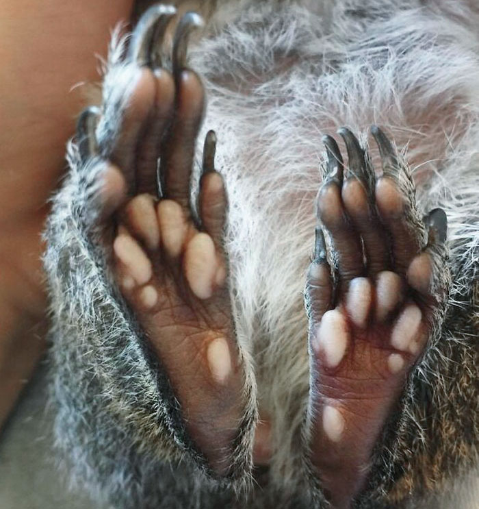 These Squirrel Feet