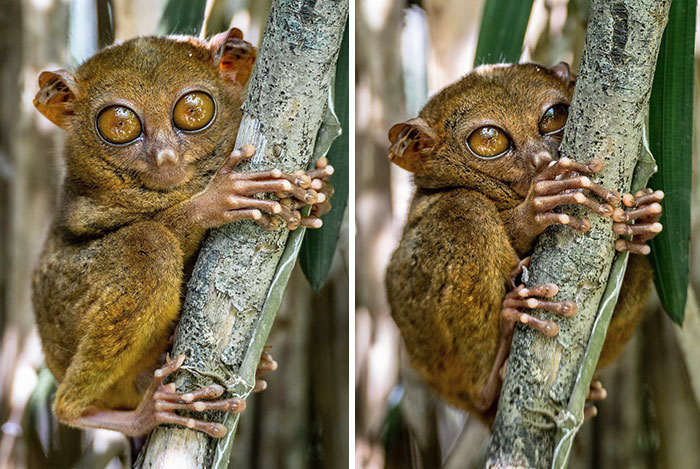The Philippine Tarsier. The World’s Smallest Primate