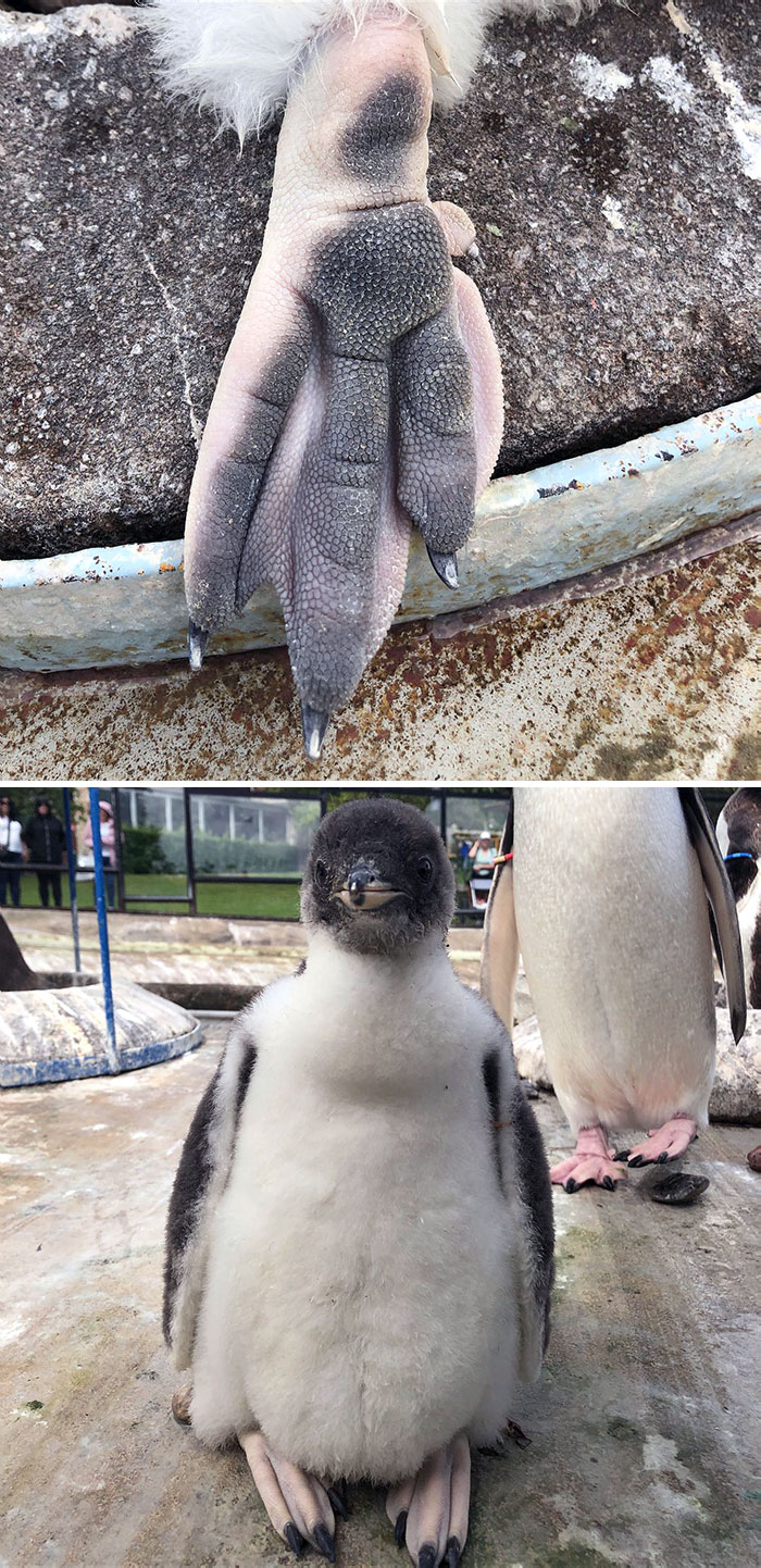 Penguin Foot