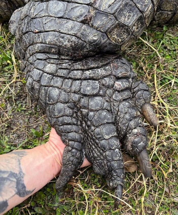 Having My Hand Hold A Nile Crocodile's Foot Is Something That Will Never Get Old 