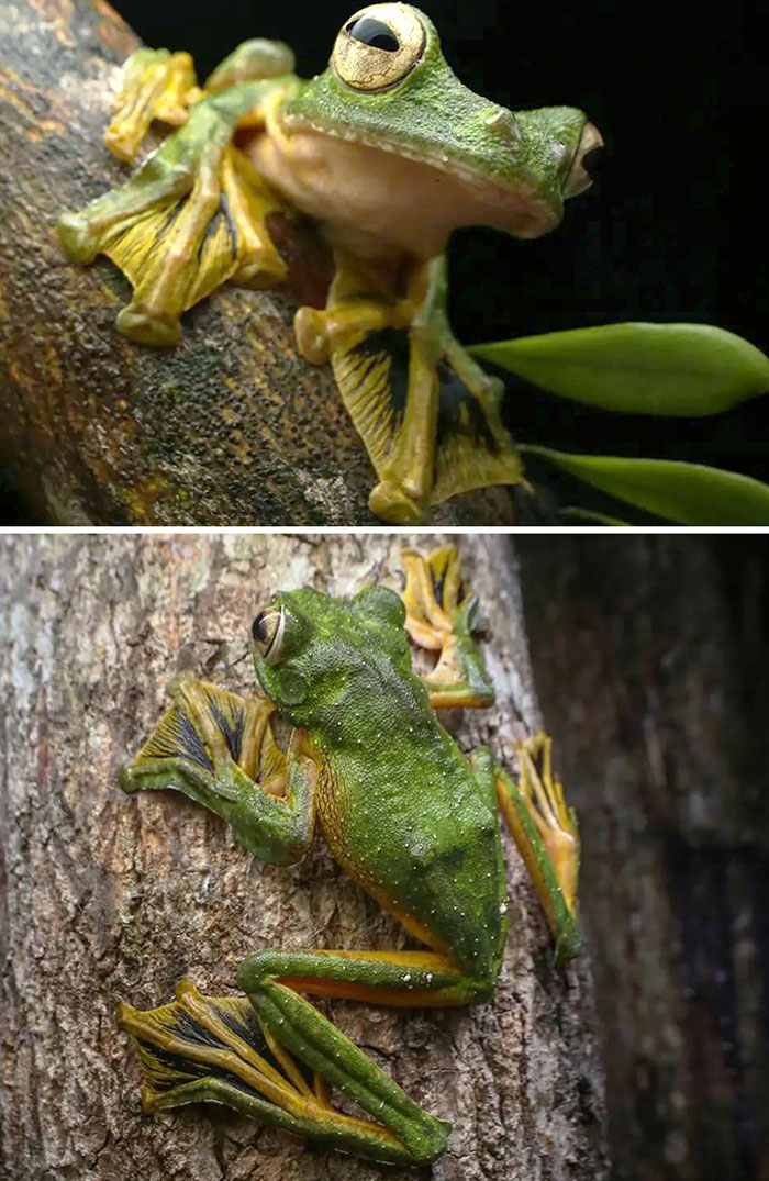 Wallace's Flying Frog