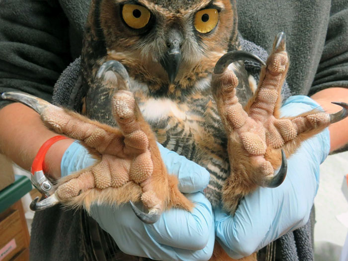 The Imposing Talons Of A Great Horned Owl