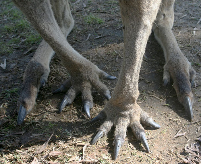 Kangaroo Feet Are Creepy 