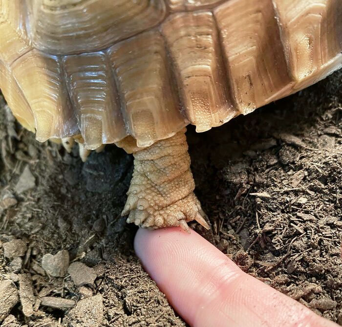 The Tiny Foot Of Tortoise