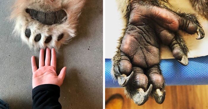 50 Of The Most Unique Feet Among The Animal Kingdom
